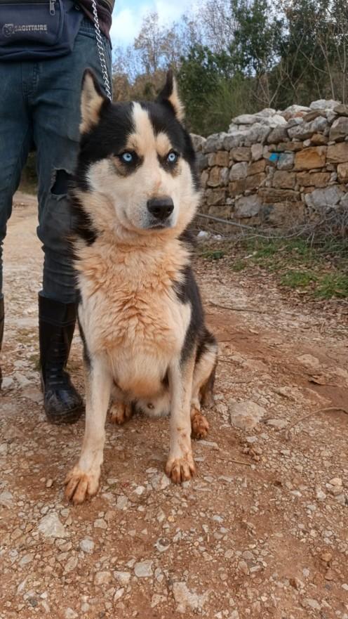 Simba, Splendido Simil Malanute Dagli Occhi Color Cielo